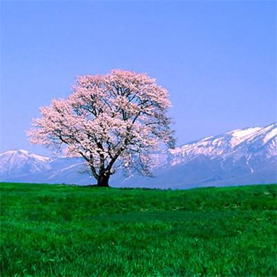 大小单双app下载
