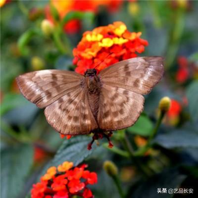 王者营地官方下载