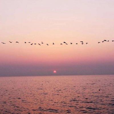梦之花