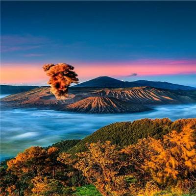 梦之花