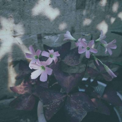 信捷电气亮相2026成都工博会圆满...