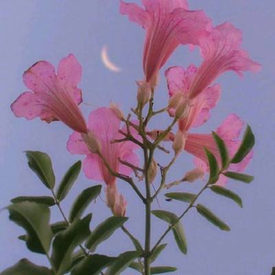 忍者大师:飞削谜团