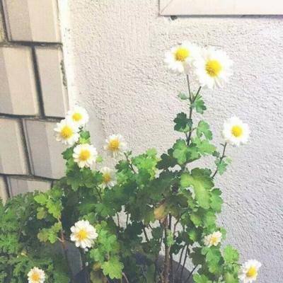 金价震荡!有银行“出手”上调黄金点差,炒金门槛再提高